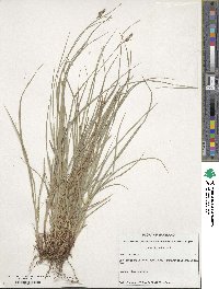 Carex hirsutella image