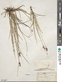 Carex hirsutella image