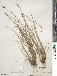 Carex hirsutella image