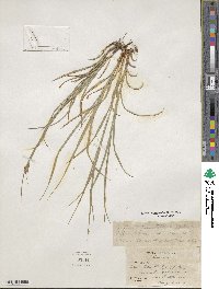 Carex hirsutella image