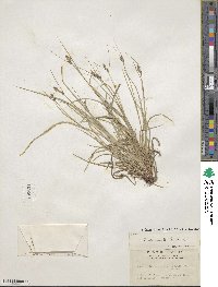 Carex hirsutella image