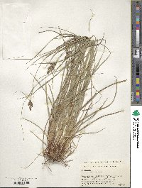 Carex hirsutella image