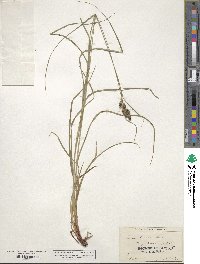 Carex hirsutella image