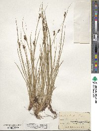 Carex hirsutella image