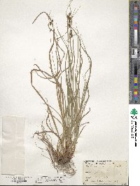 Carex hirsutella image