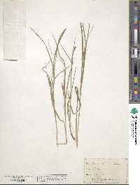 Carex hirsutella image