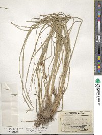 Carex hirsutella image