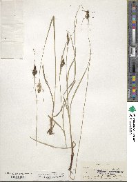 Carex hirsutella image