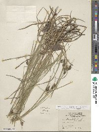 Carex hirsutella image