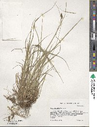 Carex hirsutella image