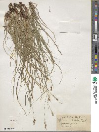 Carex hirsutella image