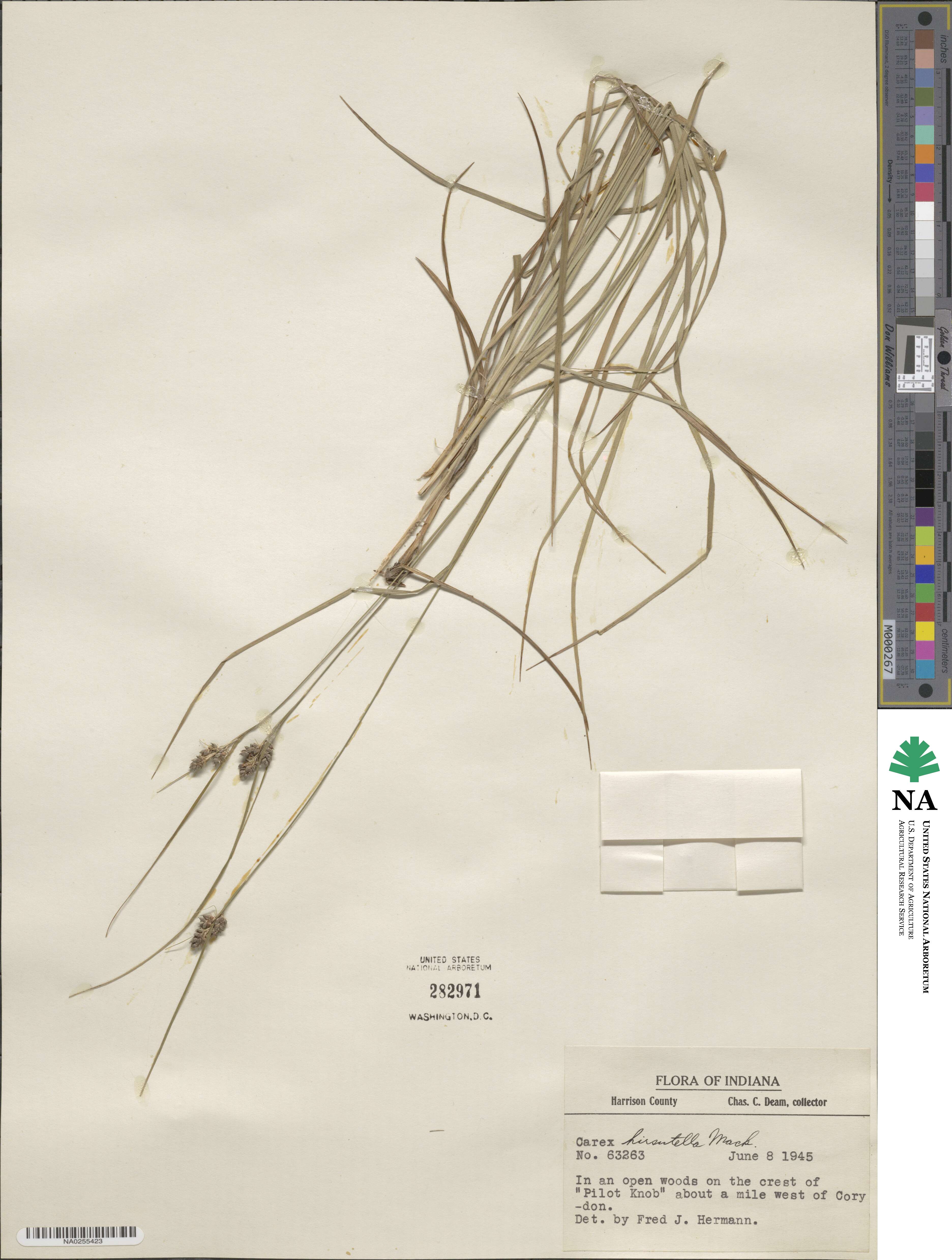 Carex hirsutella image