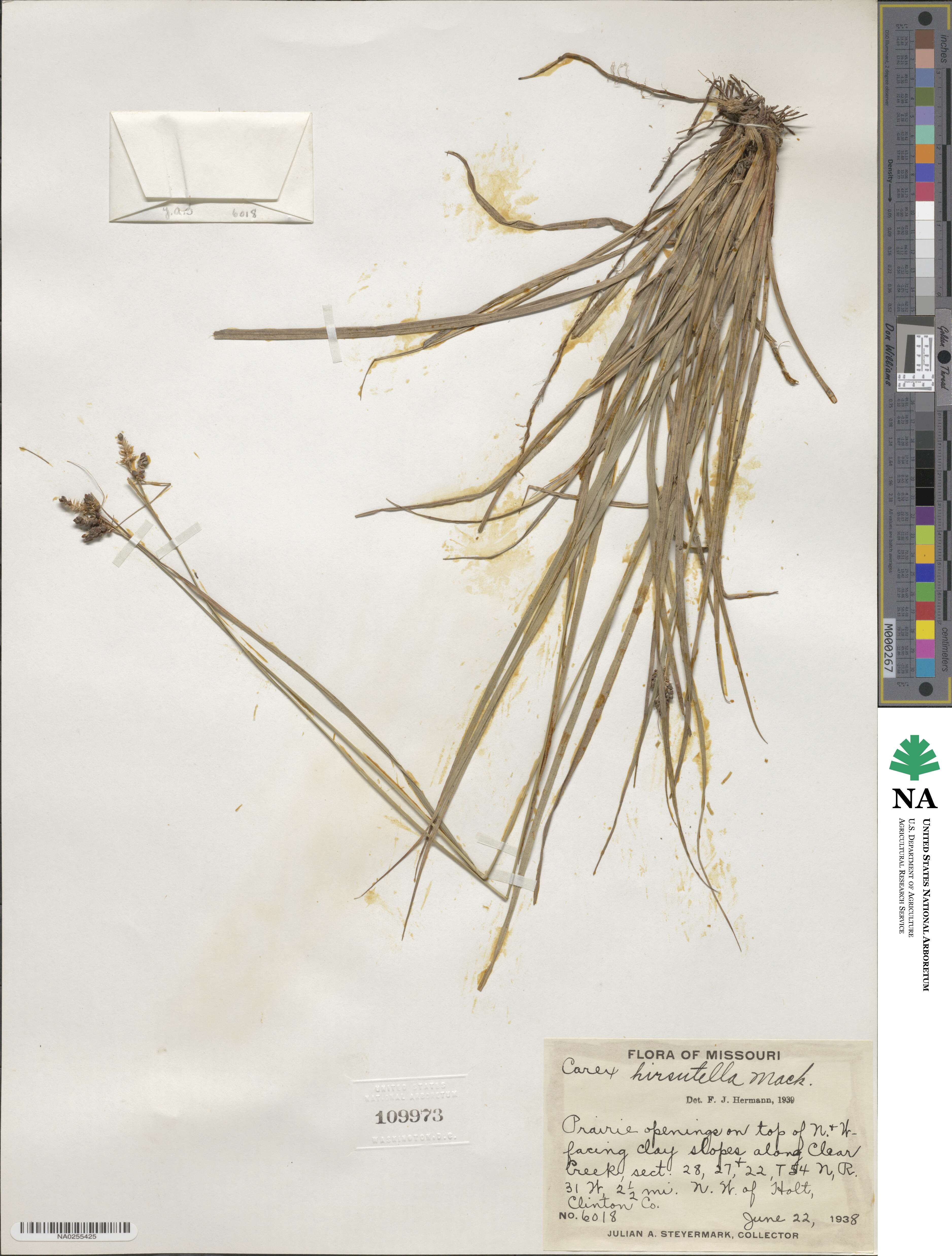 Carex hirsutella image