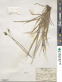 Carex hirsutella image