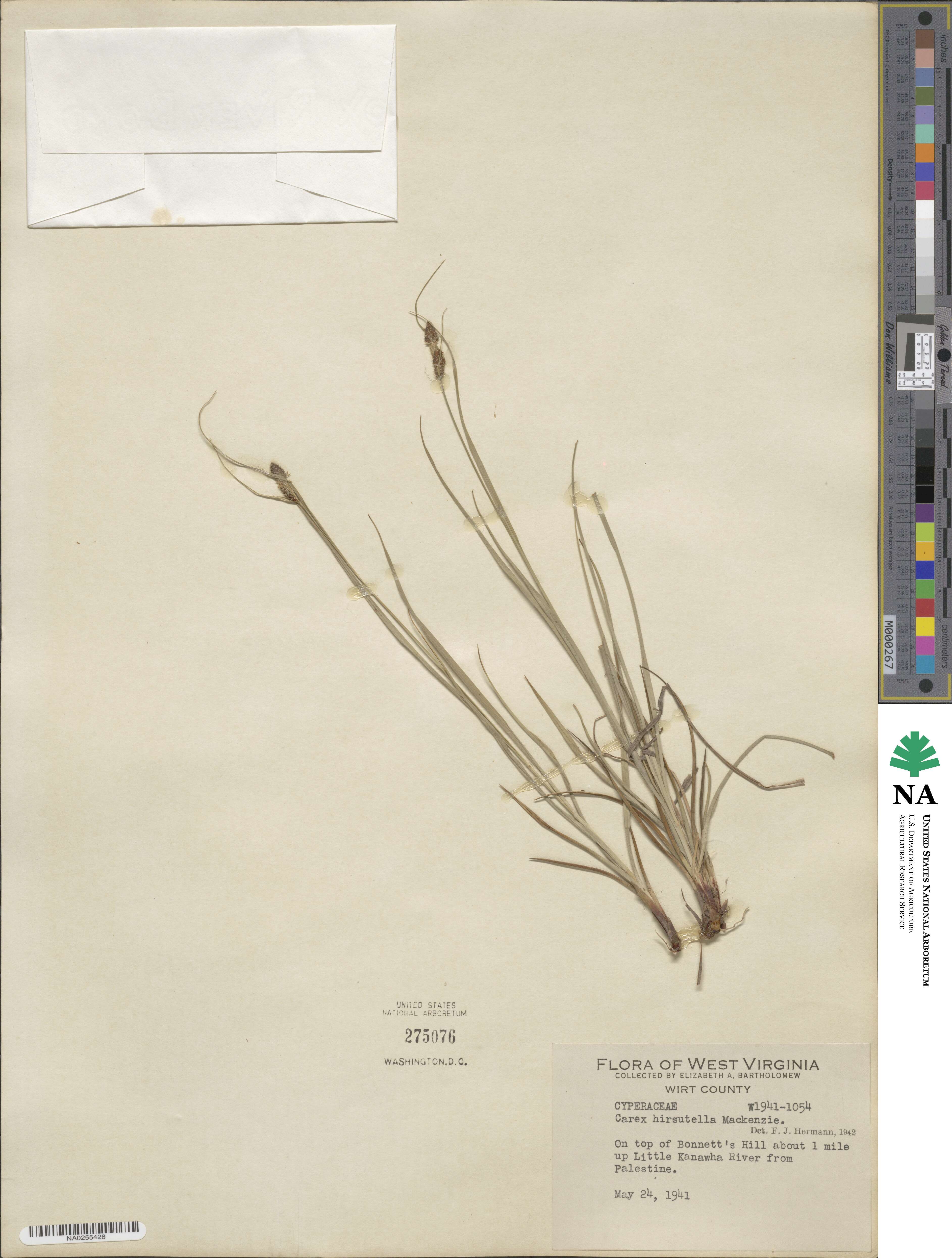 Carex hirsutella image