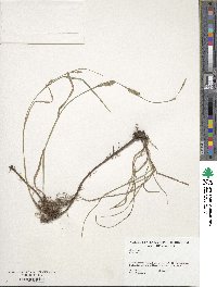 Carex hirta image