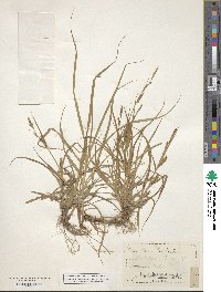 Carex hirta image