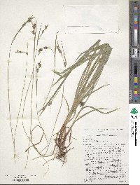 Carex hirtifolia image