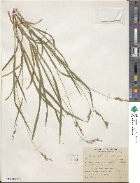 Carex hirtifolia image