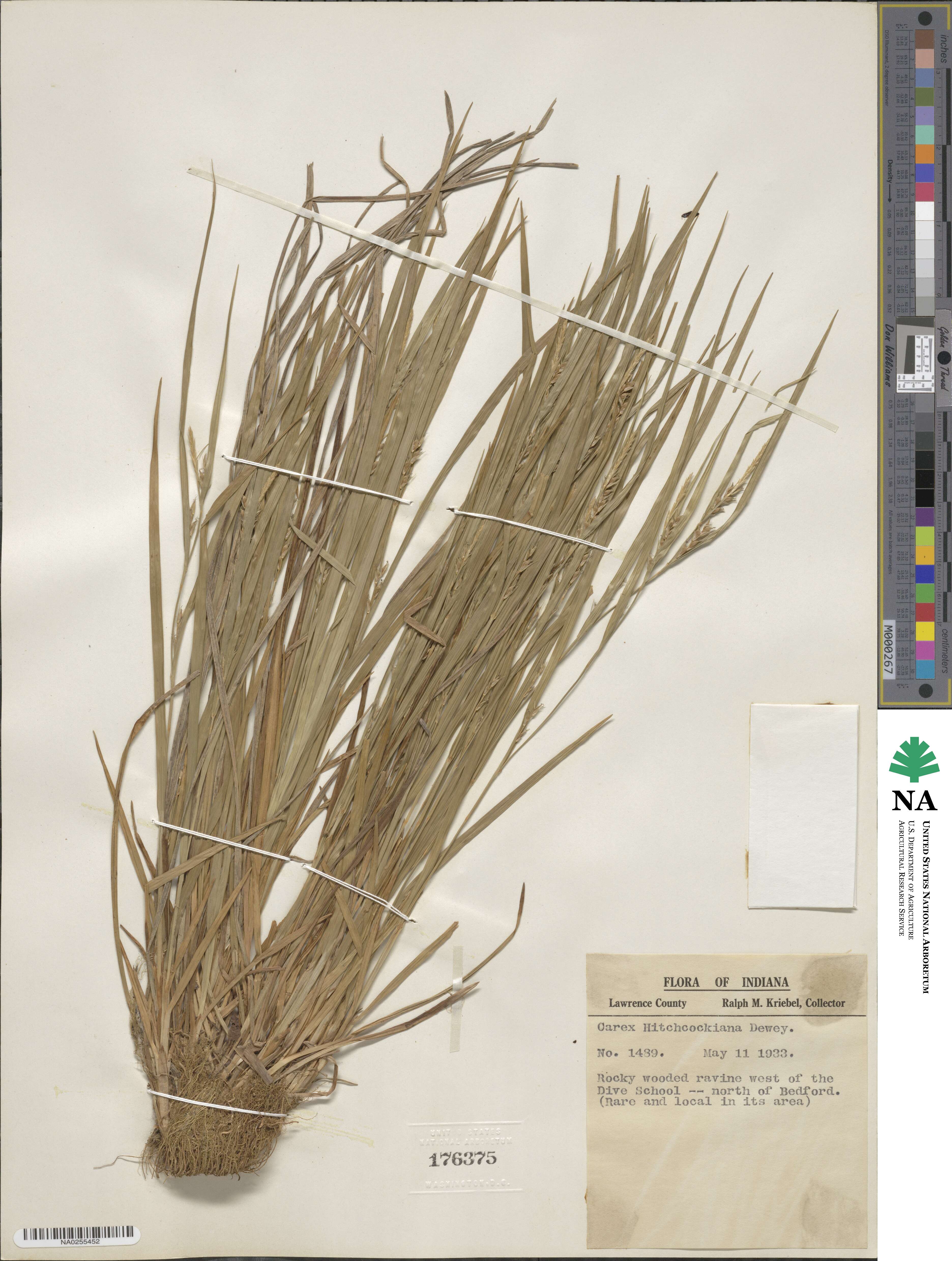 Carex hitchcockiana image