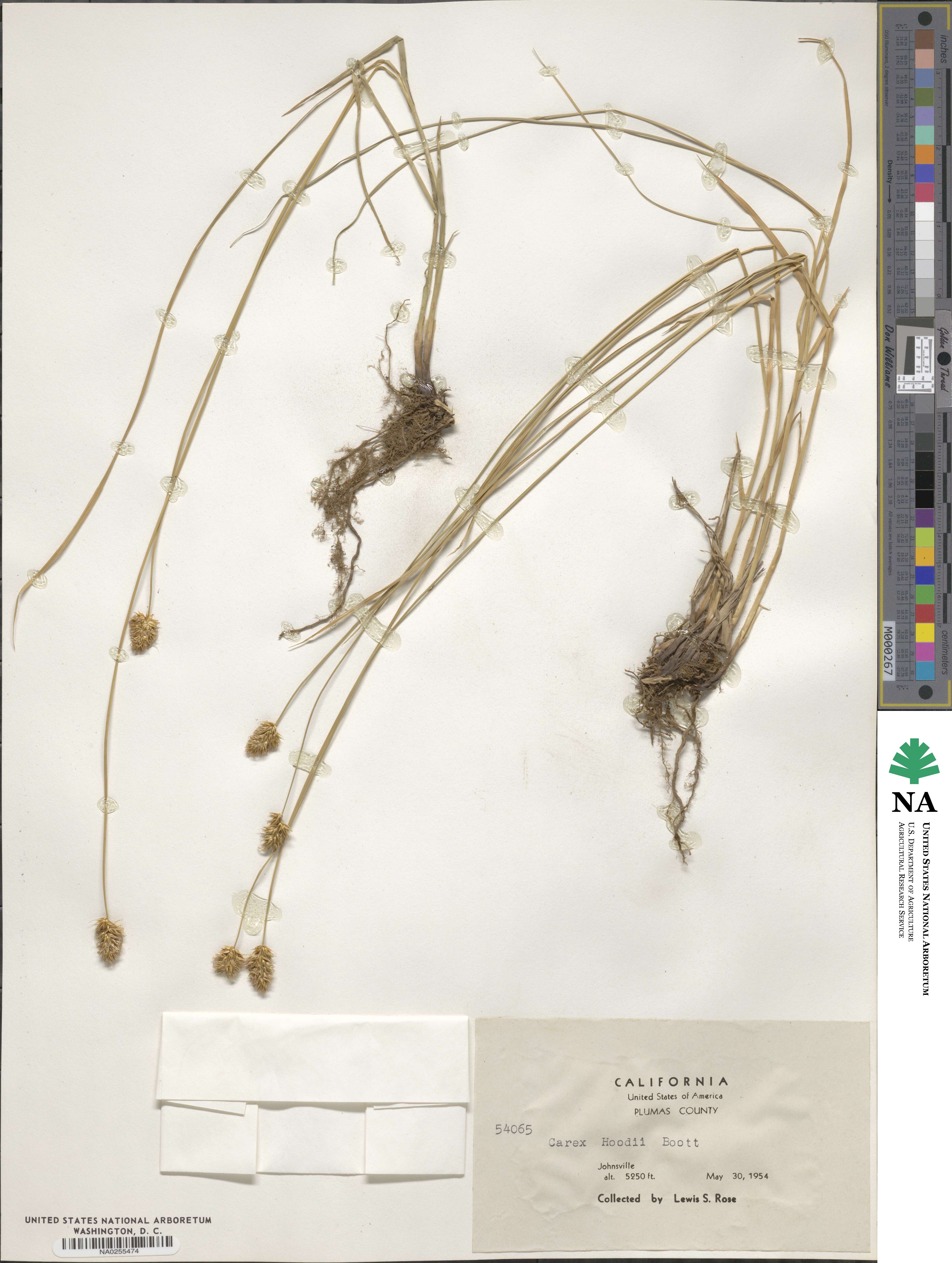 Carex hoodii image