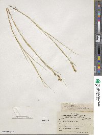 Carex hormathodes image