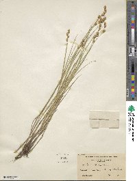 Carex hormathodes image