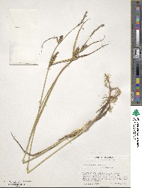 Carex houghtoniana image