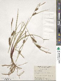 Carex houghtoniana image