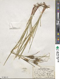 Carex houghtoniana image