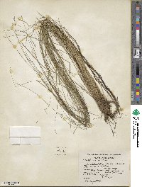 Carex atlantica subsp. capillacea image