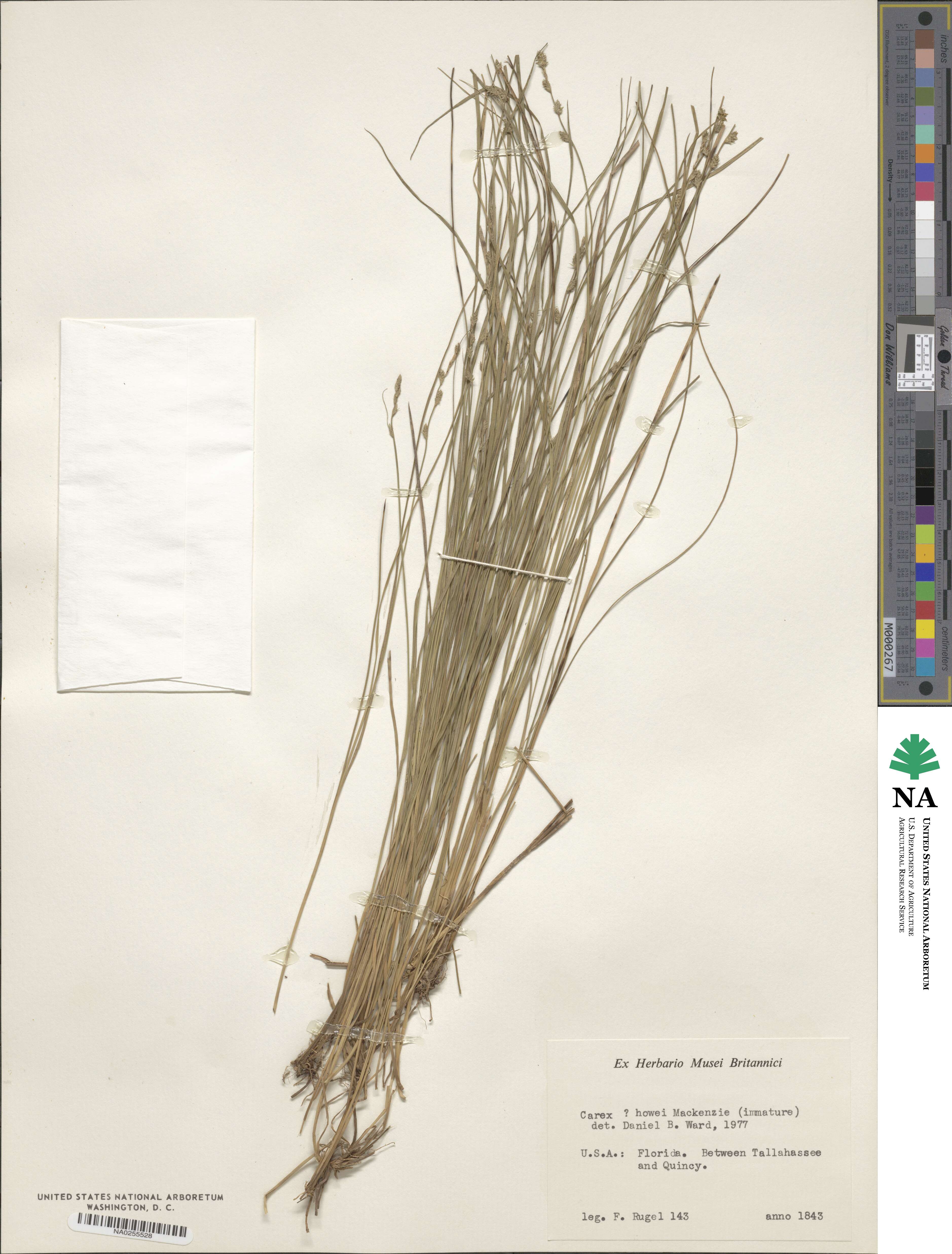 Carex atlantica image