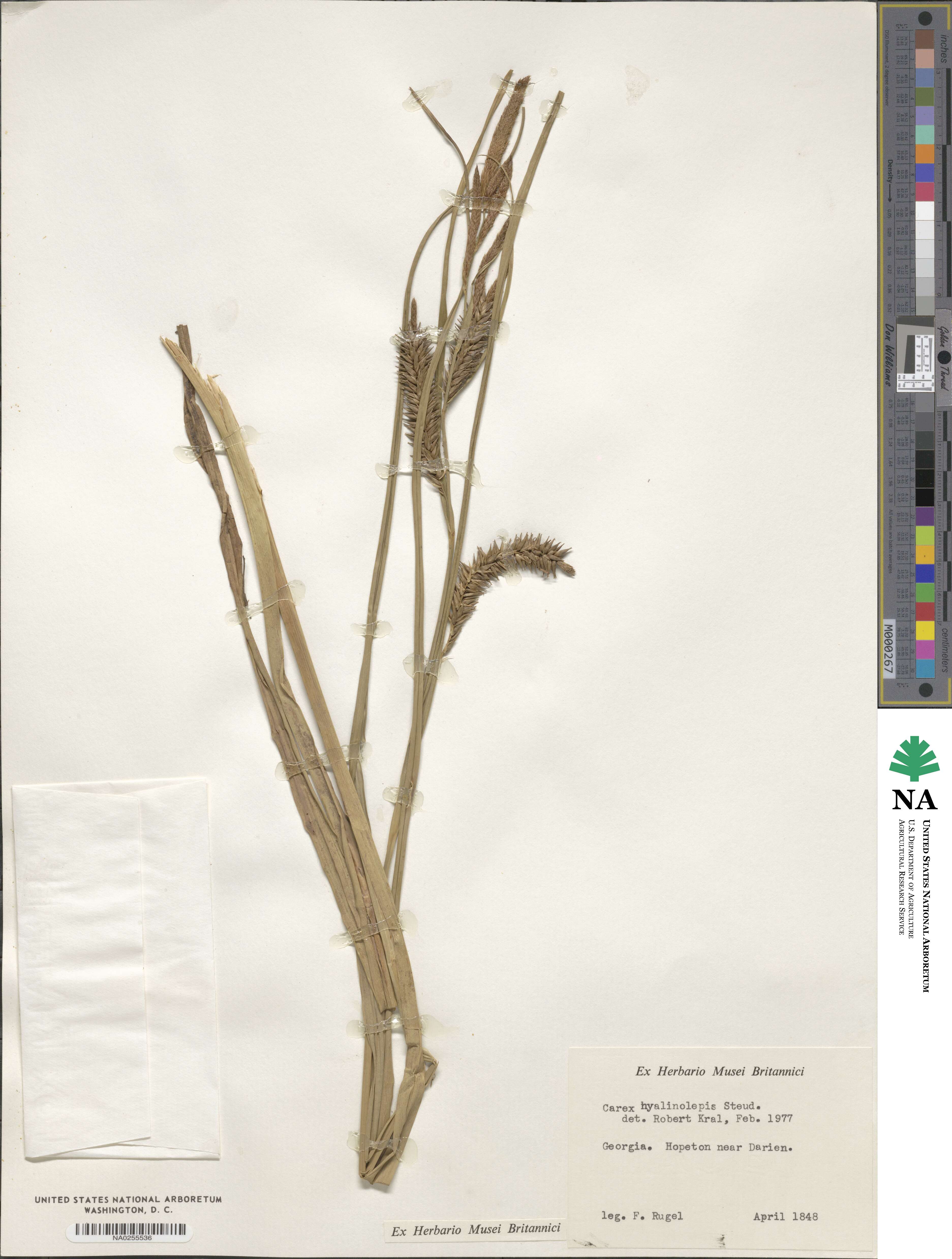 Carex hyalinolepis image