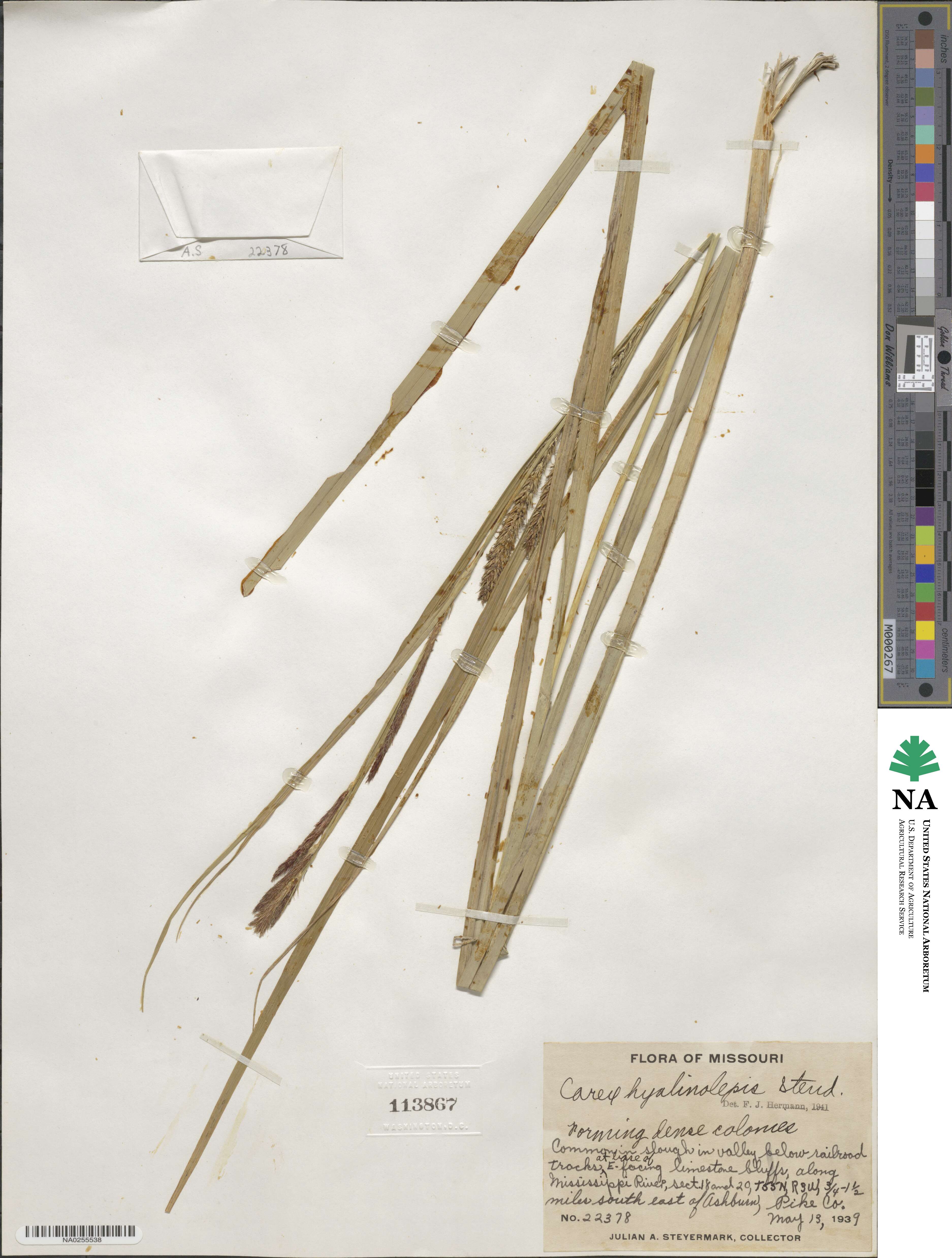 Carex hyalinolepis image