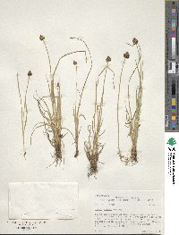 Carex illota image