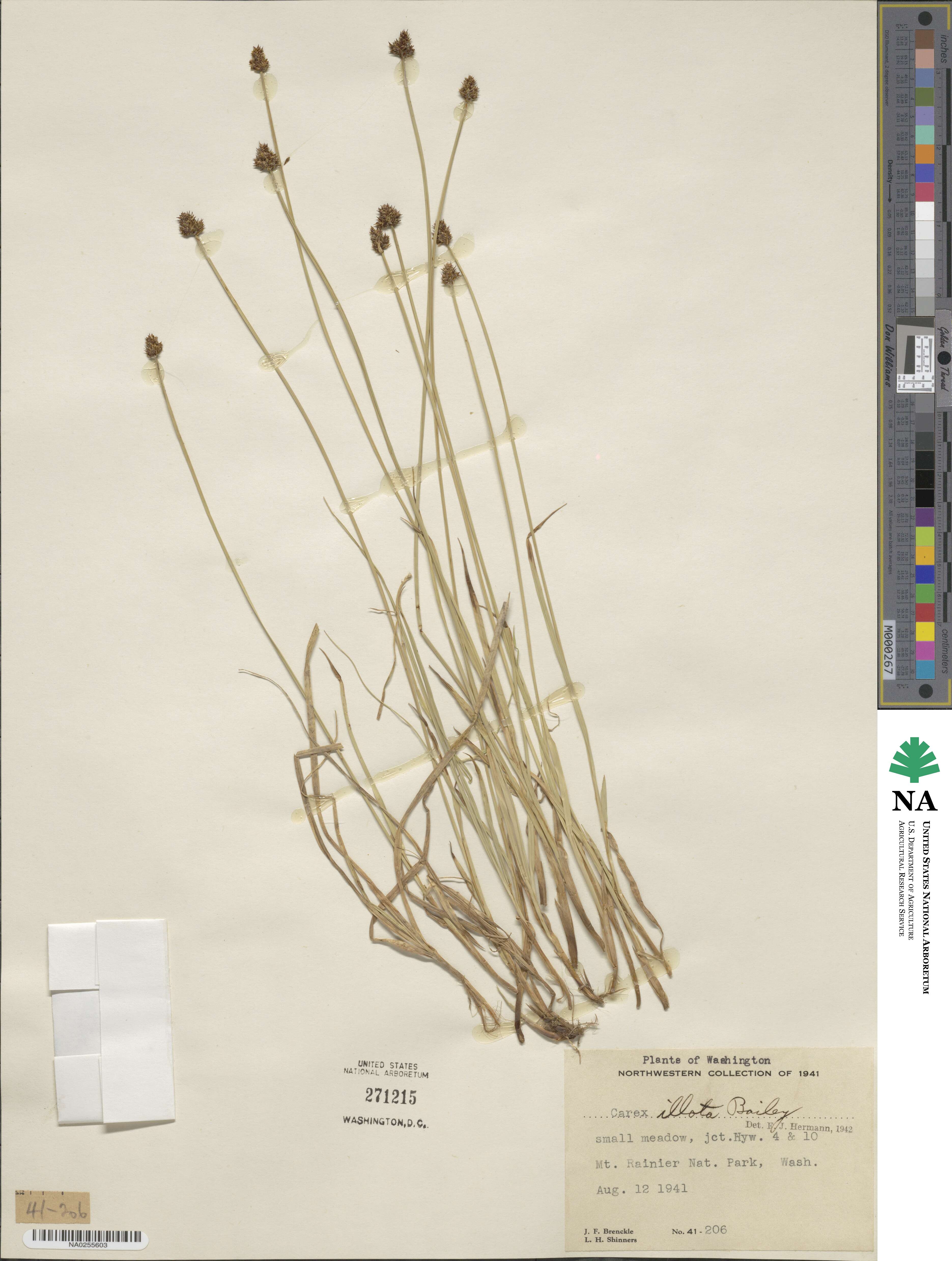 Carex illota image