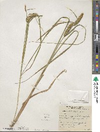 Carex utriculata image