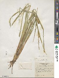 Carex utriculata image