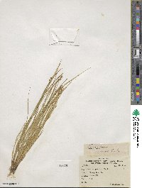 Carex interior image