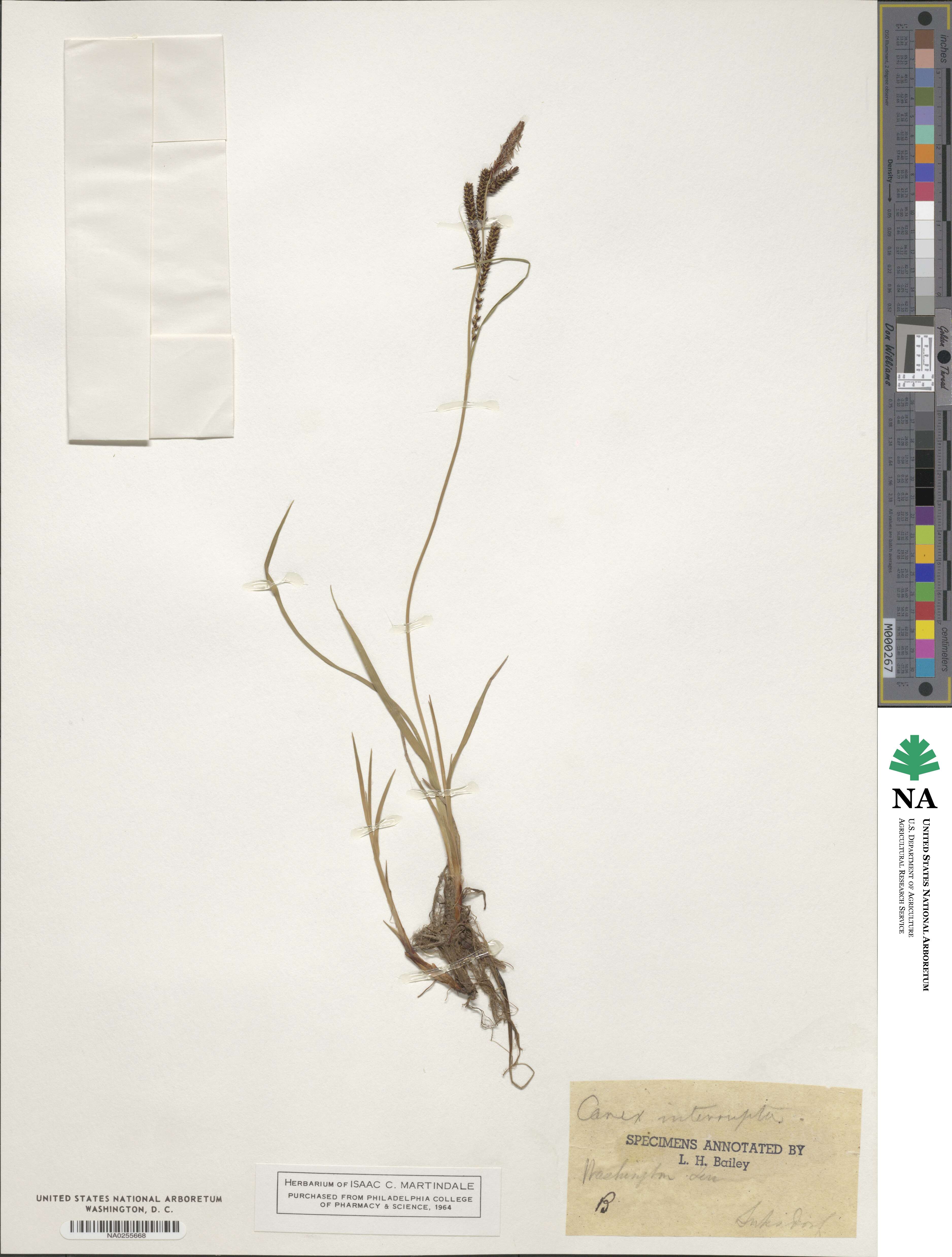 Carex interrupta image