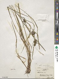 Carex intumescens image