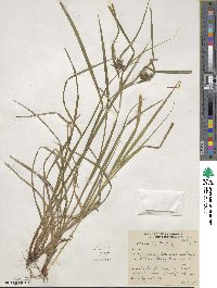 Carex intumescens image