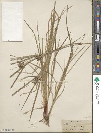 Carex intumescens image