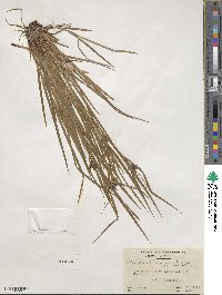 Carex intumescens image