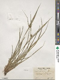 Carex intumescens image