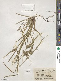 Carex intumescens image