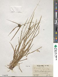 Carex intumescens image