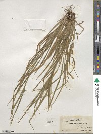 Carex intumescens image