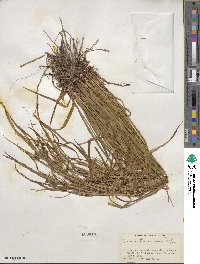 Carex intumescens image