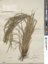 Carex intumescens image